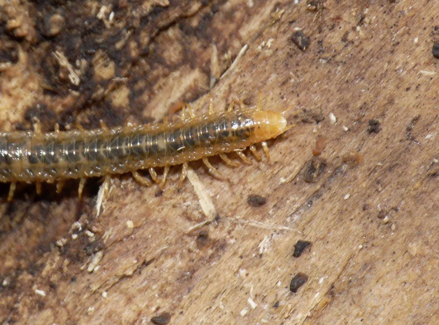 Geophilide verdastro? No. Dignathodontidae (Henia vesuviana)